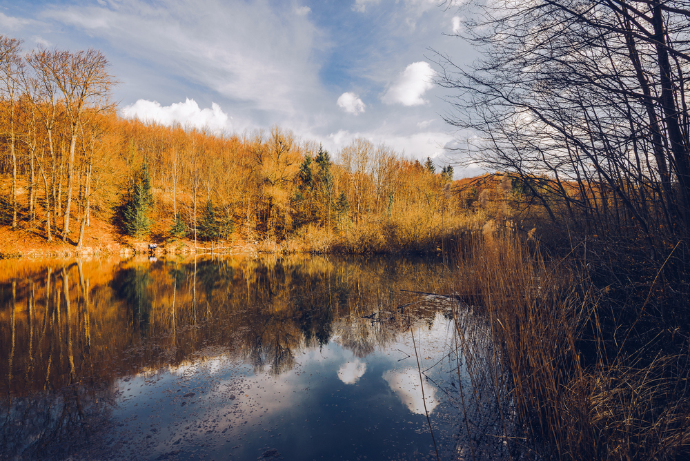 Newsletter February 2026